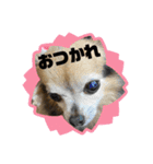 ツンデレシナモン♪（個別スタンプ：28）