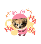 ツンデレシナモン♪（個別スタンプ：30）