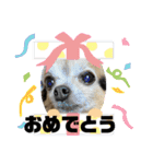 ツンデレシナモン♪（個別スタンプ：35）