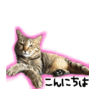 MEMEちゃんスタンプ（個別スタンプ：1）