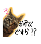 MEMEちゃんスタンプ（個別スタンプ：3）