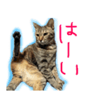 MEMEちゃんスタンプ（個別スタンプ：4）