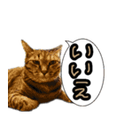MEMEちゃんスタンプ（個別スタンプ：5）
