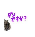 MEMEちゃんスタンプ（個別スタンプ：6）