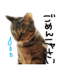 MEMEちゃんスタンプ（個別スタンプ：7）
