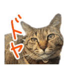 MEMEちゃんスタンプ（個別スタンプ：11）