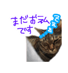 MEMEちゃんスタンプ（個別スタンプ：12）