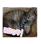 MEMEちゃんスタンプ（個別スタンプ：14）