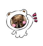 おっとり♪ポコ☆（個別スタンプ：1）