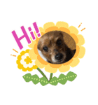 おっとり♪ポコ☆（個別スタンプ：5）