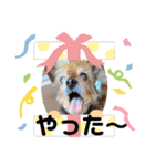 おっとり♪ポコ☆（個別スタンプ：10）