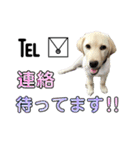 ラブラドール♡ララ♡  ②（個別スタンプ：4）