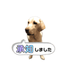 ラブラドール♡ララ♡  ②（個別スタンプ：13）