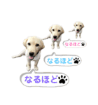 ラブラドール♡ララ♡  ②（個別スタンプ：30）