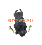 善太とわかめとはく（個別スタンプ：1）