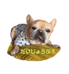 善太とわかめとはく（個別スタンプ：4）