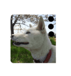 愛犬の日常新（個別スタンプ：1）