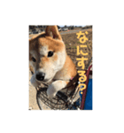 愛犬の日常新（個別スタンプ：2）