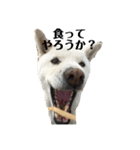 愛犬の日常新（個別スタンプ：3）