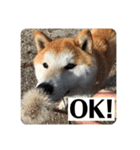 愛犬の日常新（個別スタンプ：4）