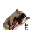 愛犬の日常新（個別スタンプ：5）
