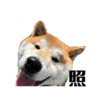 愛犬の日常新（個別スタンプ：6）