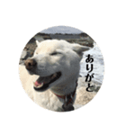 愛犬の日常新（個別スタンプ：7）