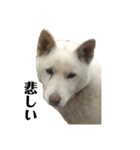 愛犬の日常新（個別スタンプ：8）