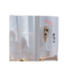 マルプー らいくんの日常（個別スタンプ：7）