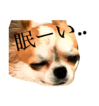 オレのイッヌだぞ♡（個別スタンプ：1）