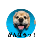 富士ピース（個別スタンプ：11）