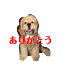 富士ピース（個別スタンプ：16）