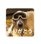 ルーシーの日常（個別スタンプ：1）