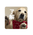 ルーシーの日常（個別スタンプ：4）