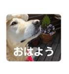 ルーシーの日常（個別スタンプ：5）
