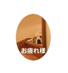 ルーシーの日常（個別スタンプ：7）