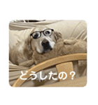 ルーシーの日常（個別スタンプ：9）