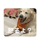 ルーシーの日常（個別スタンプ：10）