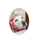 ルーシーの日常（個別スタンプ：11）