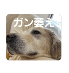 ルーシーの日常（個別スタンプ：13）