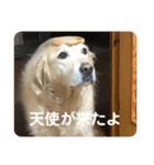ルーシーの日常（個別スタンプ：14）