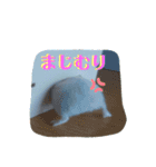 ハムスターのアリスです。（個別スタンプ：5）