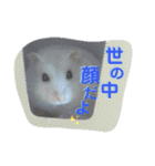 ハムスターのアリスです。（個別スタンプ：6）