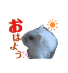 ハムスターのアリスです。（個別スタンプ：8）