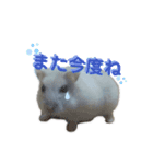 ハムスターのアリスです。（個別スタンプ：12）