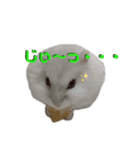 ハムスターのアリスです。（個別スタンプ：13）