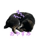 ショコラ スタンプ（個別スタンプ：1）
