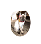 吾輩は猫なり（個別スタンプ：2）