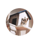 吾輩は猫なり（個別スタンプ：3）