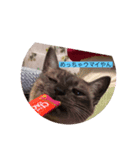 吾輩は猫なり（個別スタンプ：4）